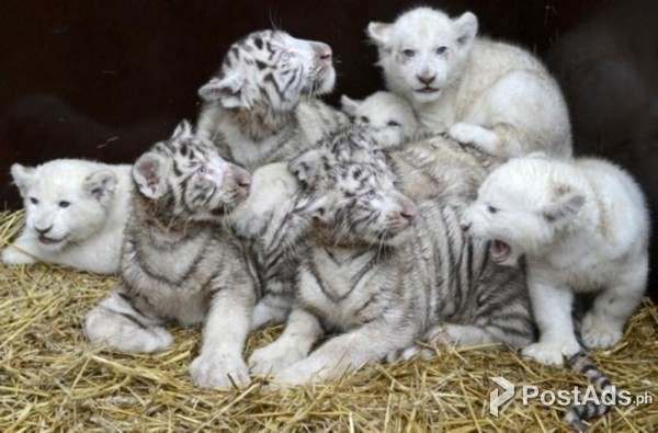 Available Tiger,Lion,and Cheetah Cubs For Sale