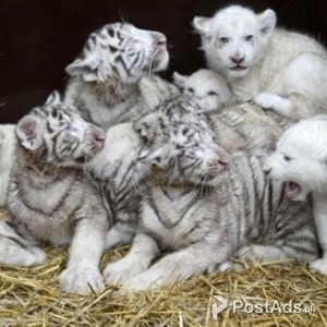 Available Tiger,Lion,and Cheetah Cubs For Sale | PostAds PH