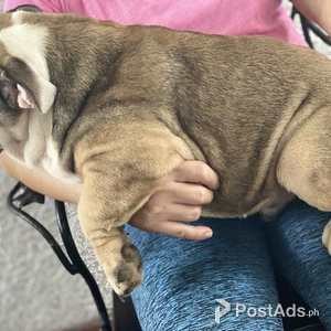 English Bulldog Puppies | PostAds PH