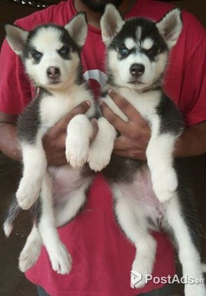 New Year Siberian Husky Puppies