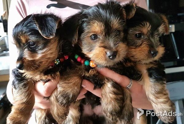 Adorable Yorkies puppies