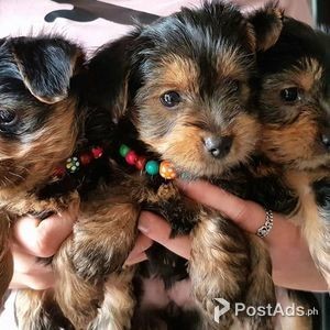 Adorable Yorkies puppies | PostAds PH