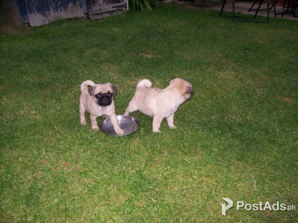 Male and female pug puppies