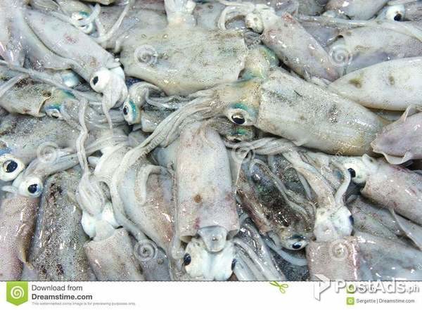 Squid (white)