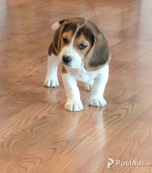 beagle puppy