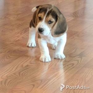 beagle puppy | PostAds PH
