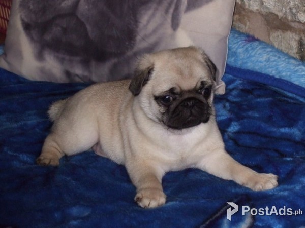 pug puppy 