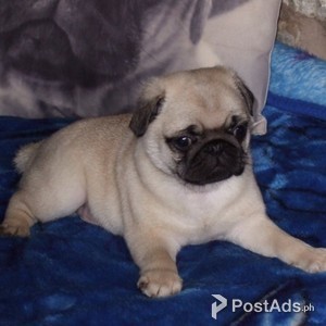 pug puppy | PostAds PH