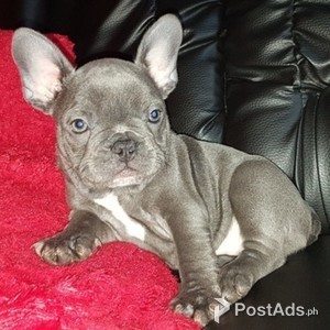rench bulldog puppy | PostAds PH