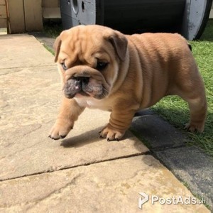 English bulldog puppy | PostAds PH
