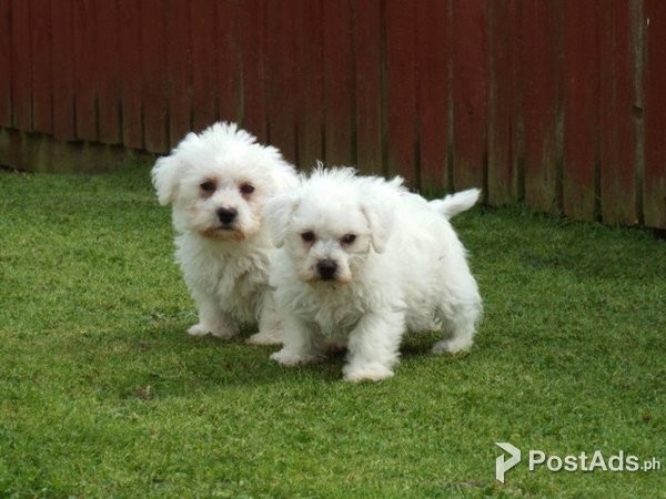  Bichon frise puppy 