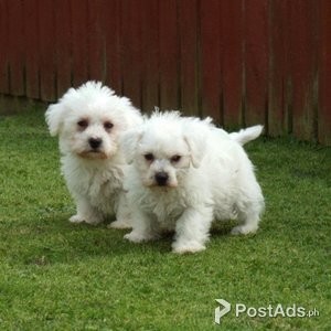Bichon frise puppy | PostAds PH