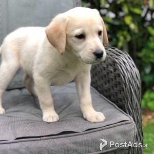 Labrador retriever puppy | PostAds PH