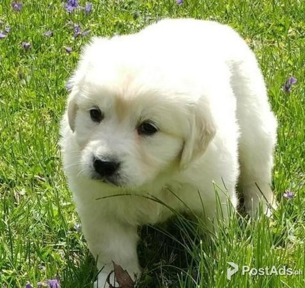 Golden Retriever puppy