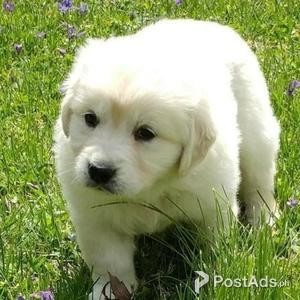 Golden Retriever puppy | PostAds PH