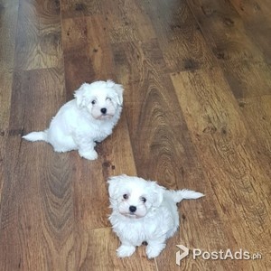 Maltese puppy | PostAds PH