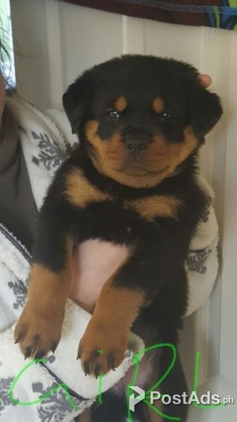 Rotweiller puppy 
