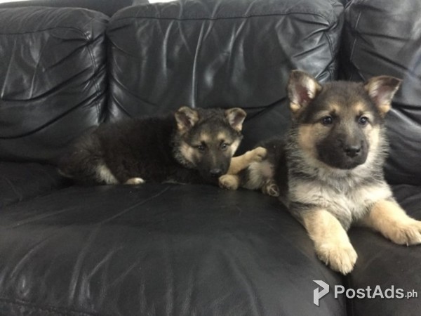  German sherperd puppy