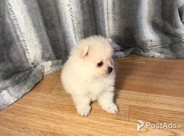  pomeranian puppy