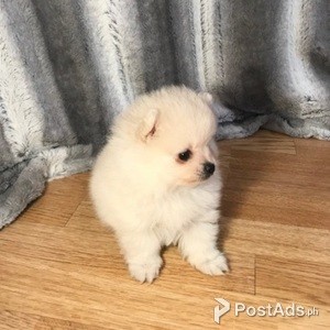 pomeranian puppy | PostAds PH