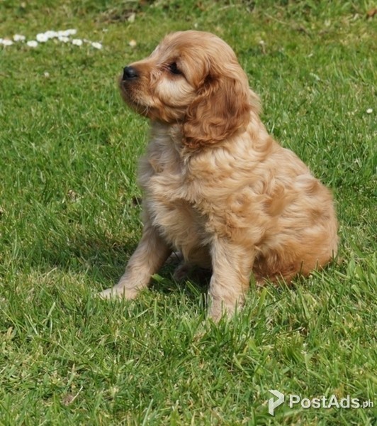  Cocker spaniel puppy 