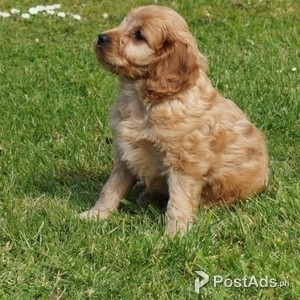 Cocker spaniel puppy | PostAds PH