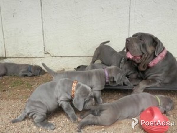  nea  mastiff puppy