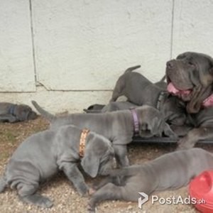 nea mastiff puppy | PostAds PH