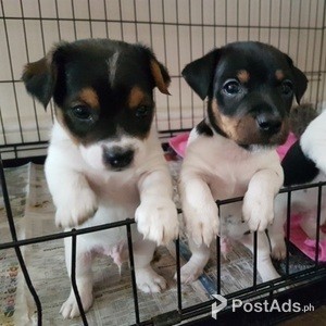 jack russels | PostAds PH
