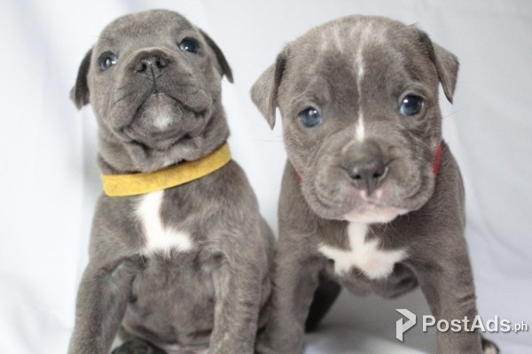   Staffordshires terrier