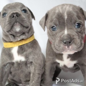 Staffordshires terrier | PostAds PH