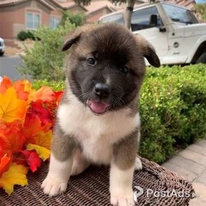 Akita puppy | PostAds PH