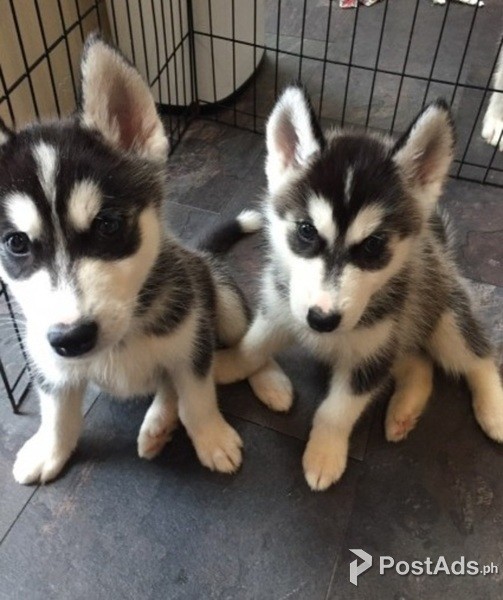 siberian husky 