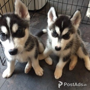 siberian husky | PostAds PH
