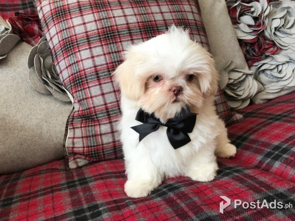  shih tzu puppy