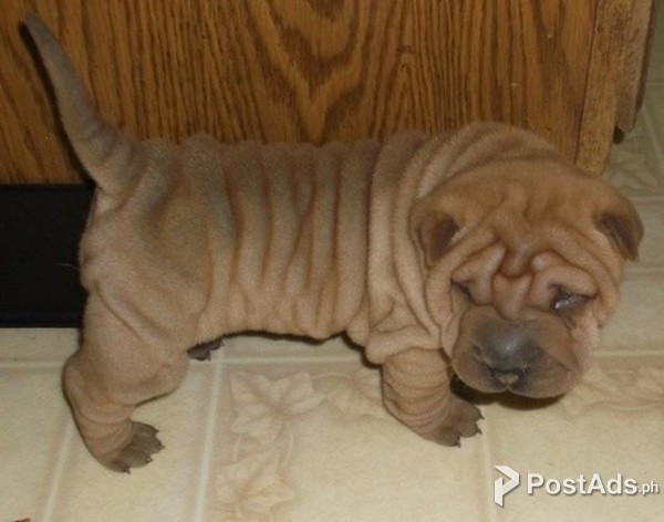 shar pei 