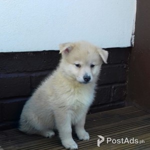 pomsky puppy | PostAds PH