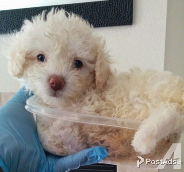 poodle puppy  