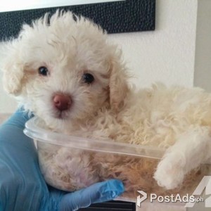 poodle puppy | PostAds PH