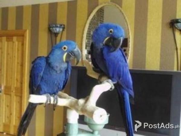  Hyacith macaws 