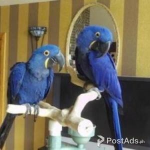 Hyacith macaws | PostAds PH