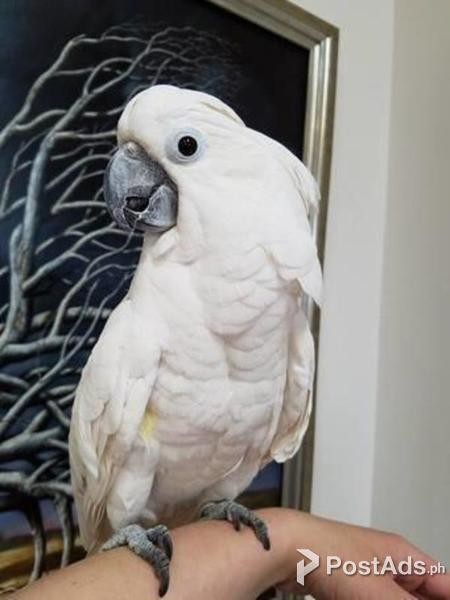  Cockatoo