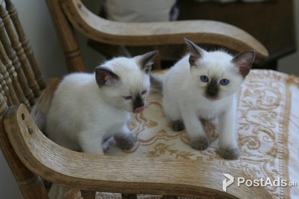  siamese kittens