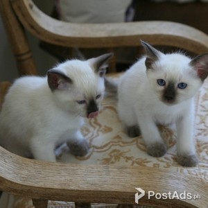 siamese kittens | PostAds PH
