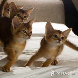 Abbysinian kittens | PostAds PH