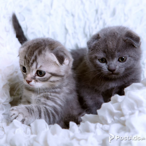 Scottish folds 