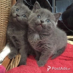 russian blue | PostAds PH