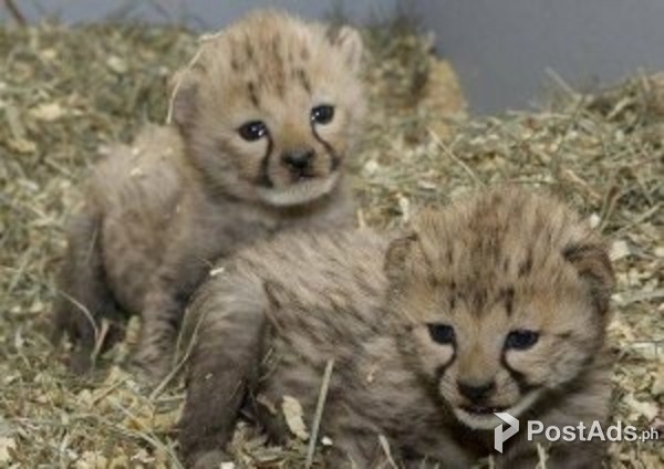 Cheetah Cubs & Lion Cubs & Tiger Cubs Available