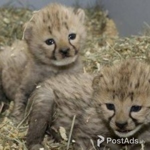 Cheetah Cubs & Lion Cubs & Tiger Cubs Available | PostAds PH