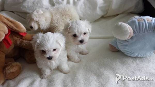 Nice and Healthy Maltese Puppies Available.